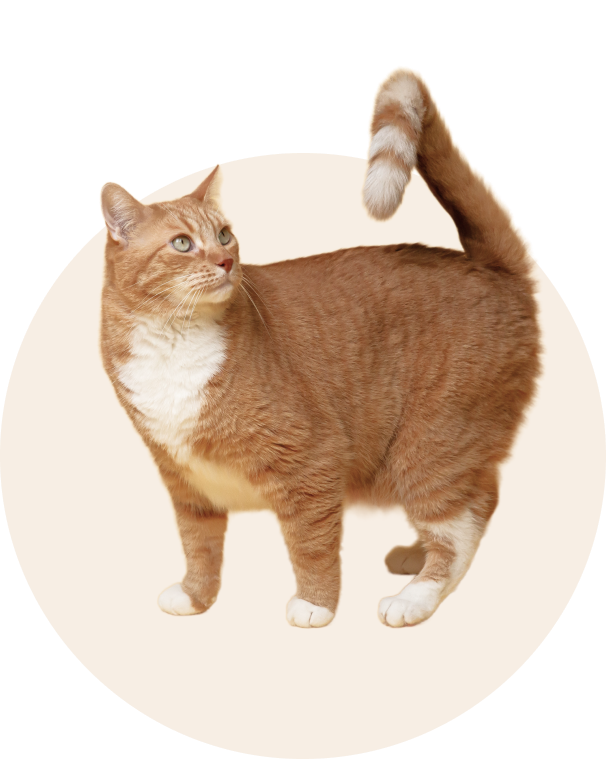 Pet accessories
