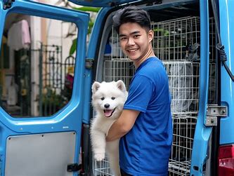 Pet Grooming