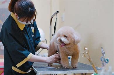 Dịch vụ thú cưng